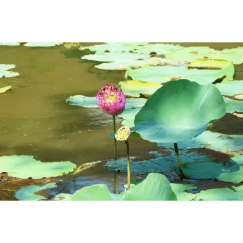 lotus plant (1)-5657364-40605.webp